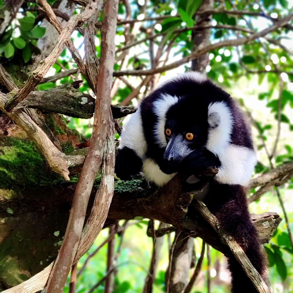 black and white ruffed lemur - madafartourguide.com