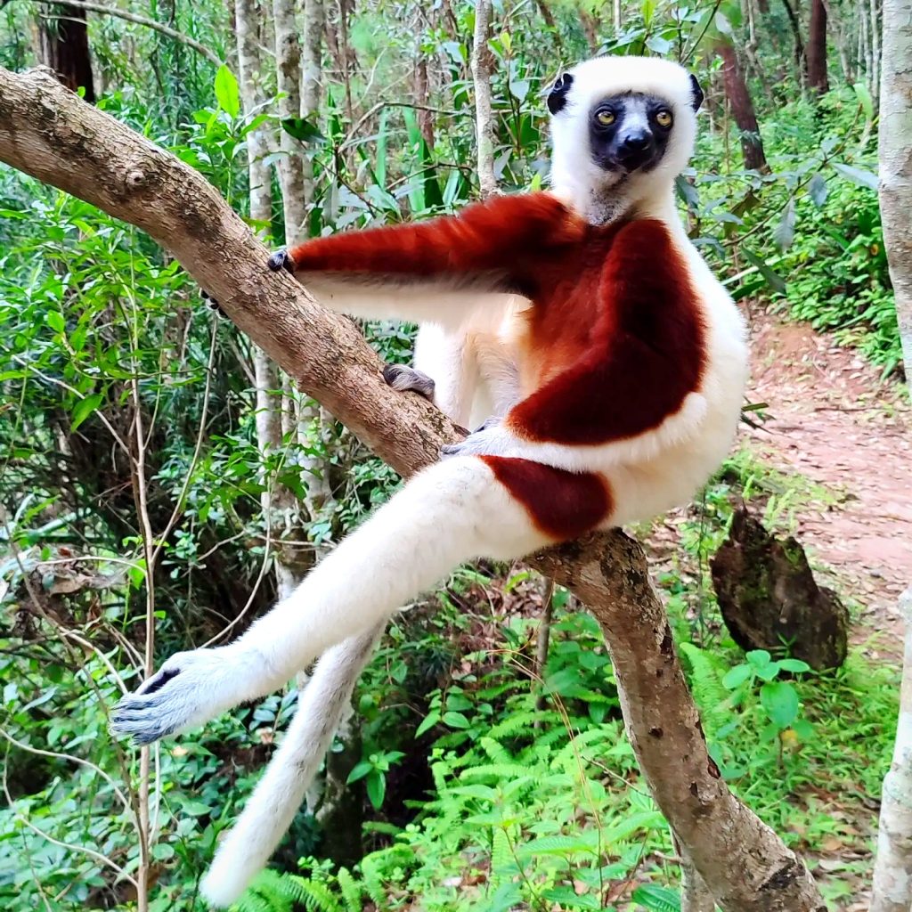 Wildlife - fauna - Madafartourguide