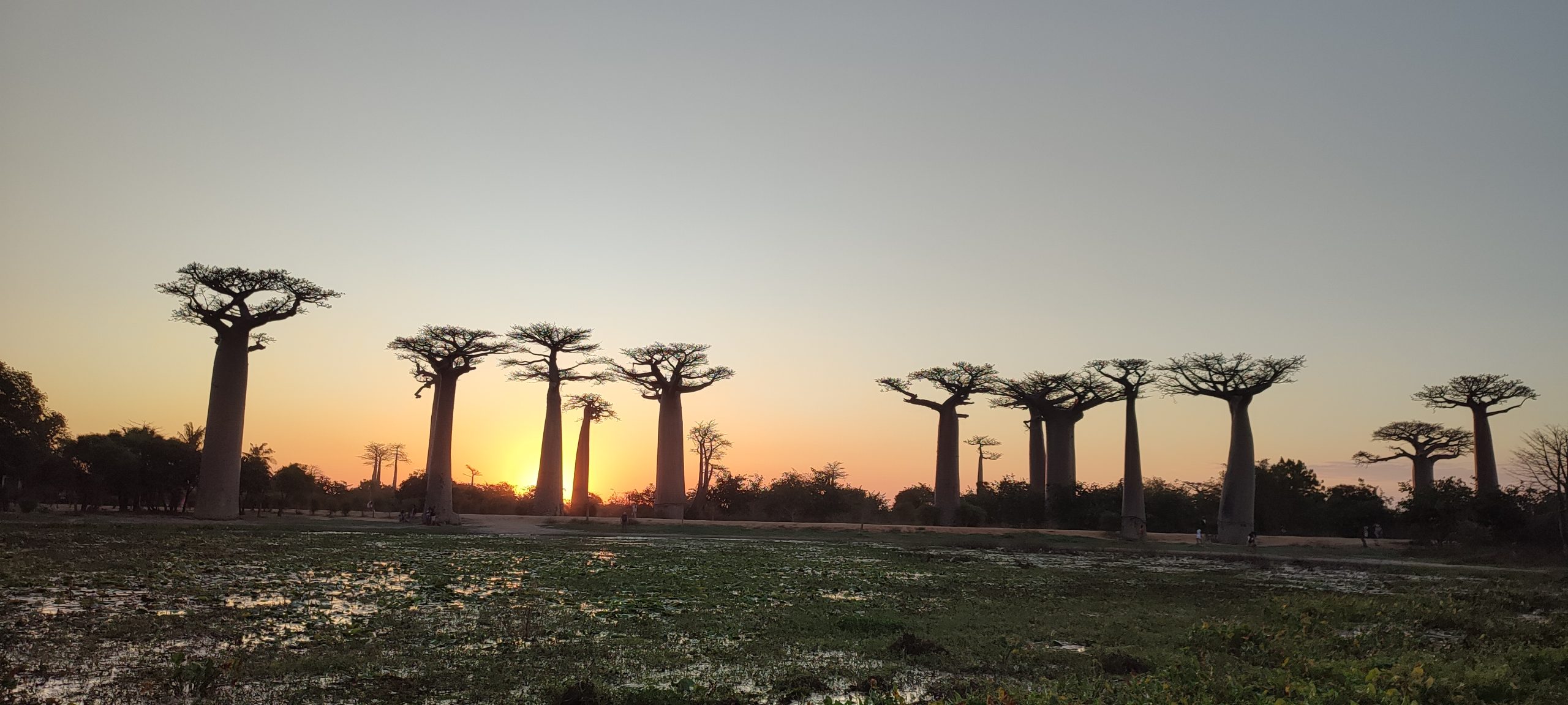 Madagascar's Biodiversity - Baobab - Madafartourguide