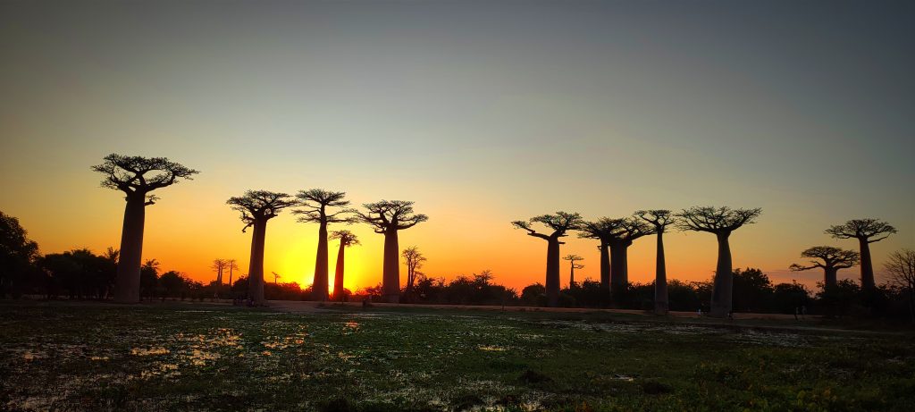 Alley of Baobab - Madafartourguide